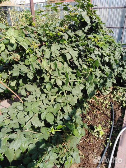 Ежевика саженцы