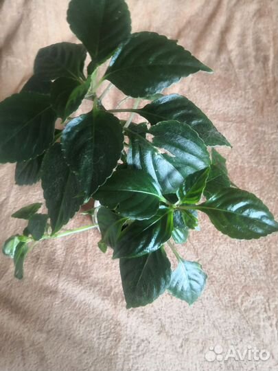 Алоэ вера растение