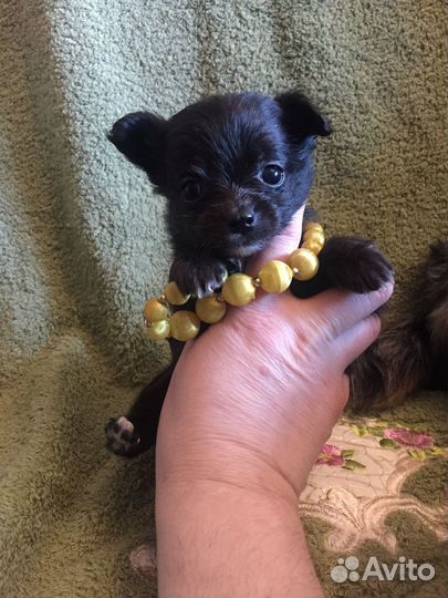 Чёрная жемчужина mini чишка