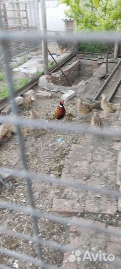 Инкубационное Яйца куропатки кеклик Азиат и фазана