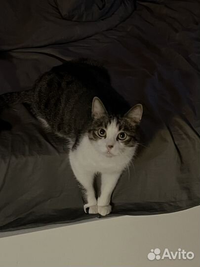 Передержка кошек