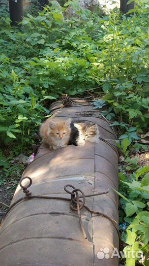 Отдадим котят