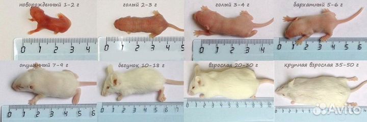 Кормовые мыши