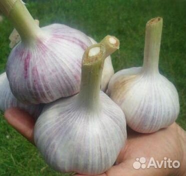 Чеснок семенной Гулливер для посадки