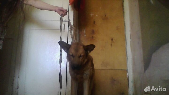 Продажа собаки