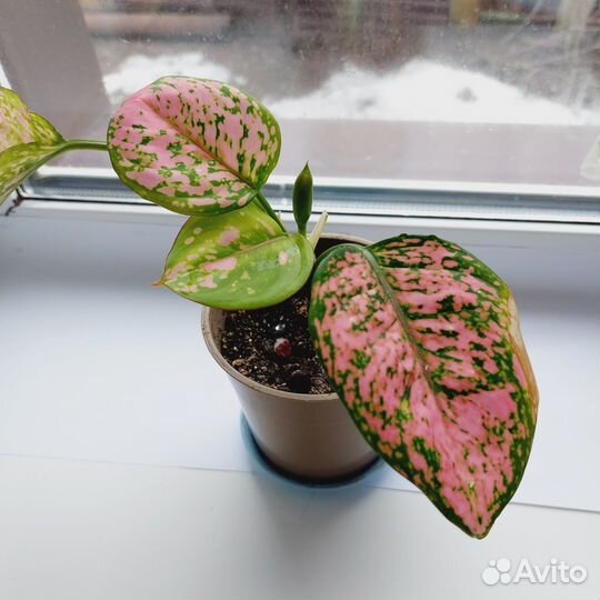 Аглаонема споттед стар