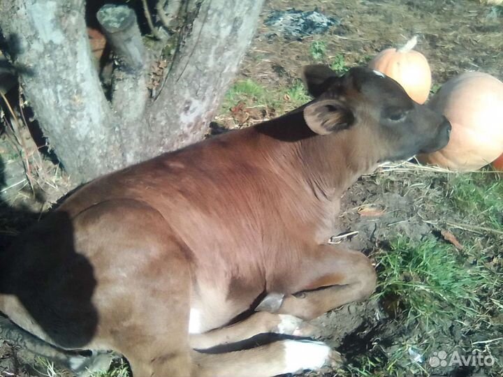 Продам бычка