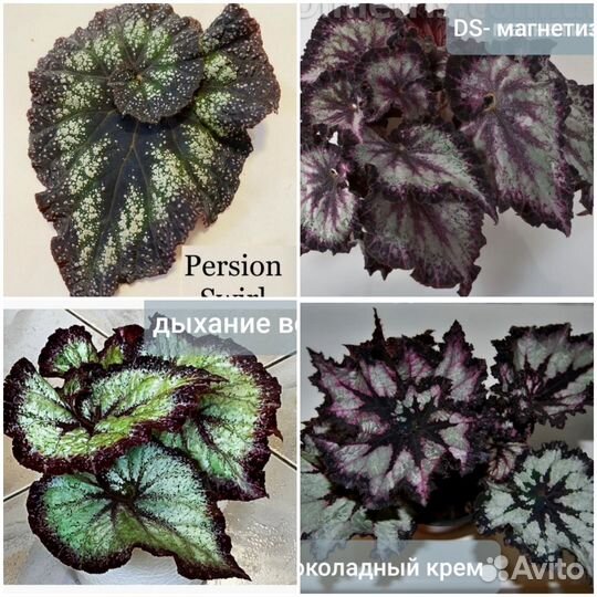 Бегония декоративно лиственная почтой