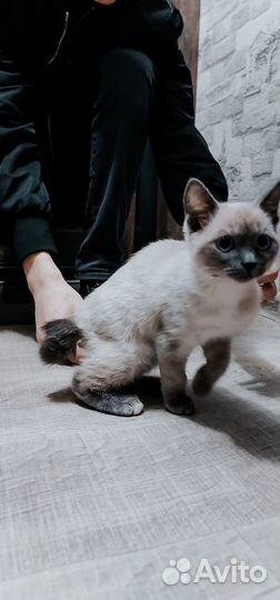 Котенок девочка