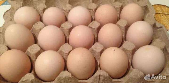 Курочки несушка (молодка 4мес.) порода Коралл