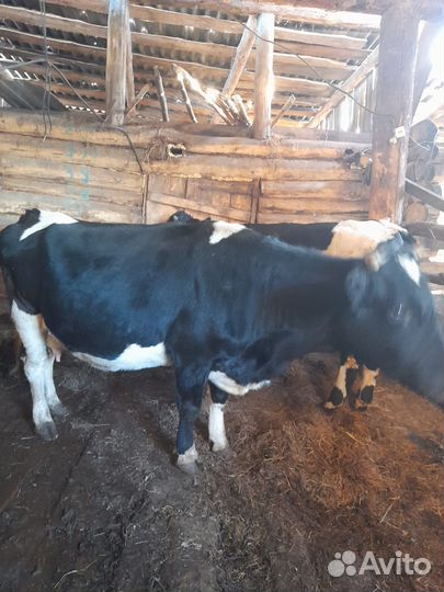 Корова стельная и бычок