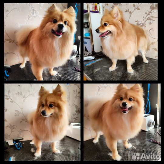 Груминг кошек и собак