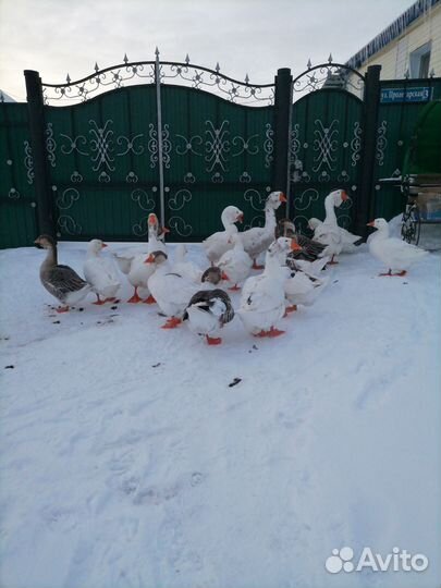 Холмогорские гуси