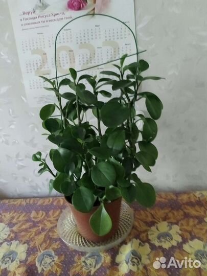 Взрослая пеперомия в пластиковом горшке