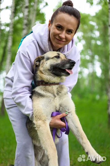 Собаки из приюта Валя