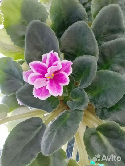 Уличные цветули и фиалки