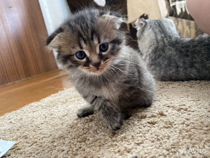 Вислоухие котята