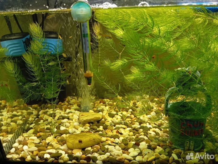 Рыбки гуппи