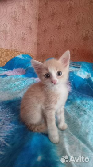 Милые котята в добрые лапки