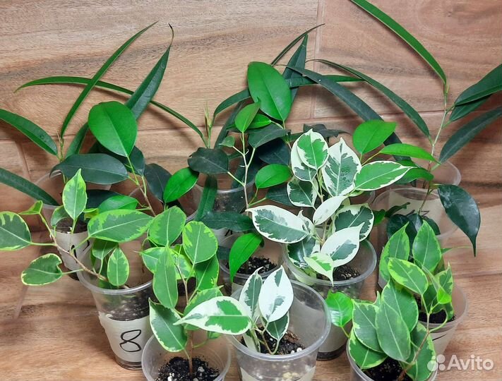 Фикус бенджамина кинки твилайт али