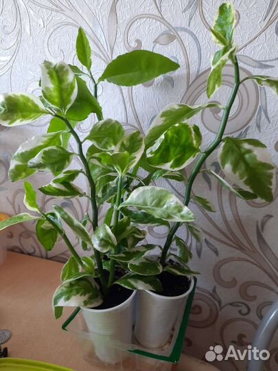 Педилантус