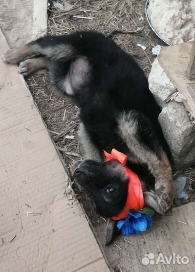 Некрупная девчоночка ищет дом