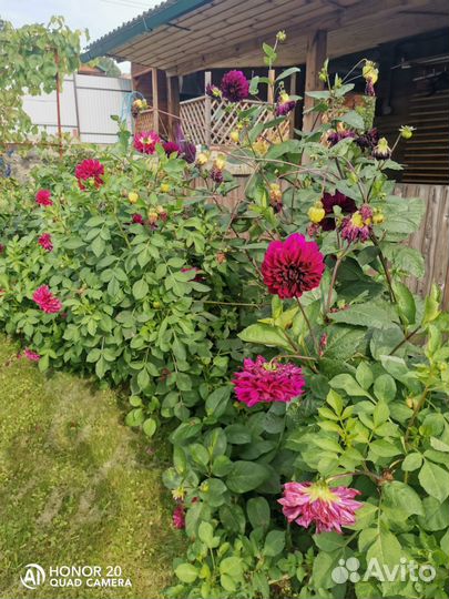 Георгины клубни