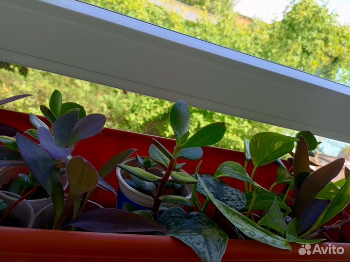 Комнатные цветы