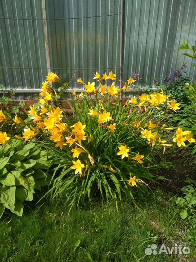 Лилейники сортовые