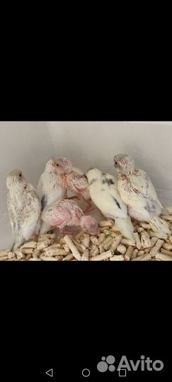 Попугай Волнистый птенчики ручные