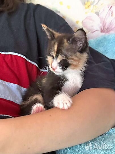 Малышка Киви,чудесный трехцветный котенок ищет дом