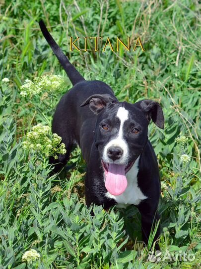 Американский питбультерьер