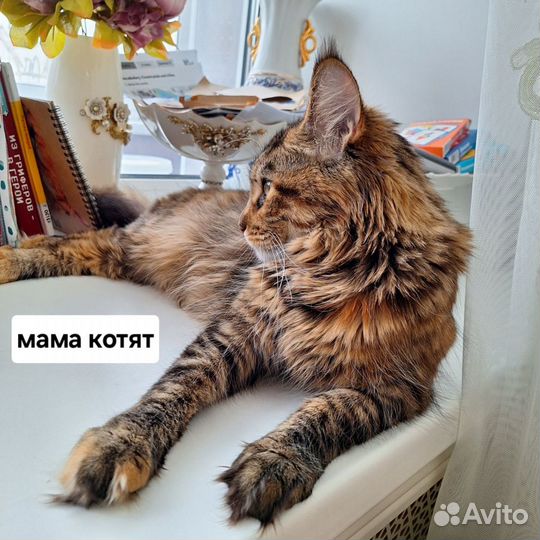 Кошка Мэйн кун