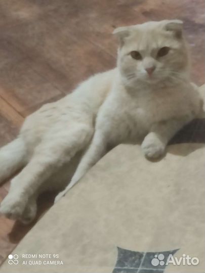 Шотландская вислоухая кошка