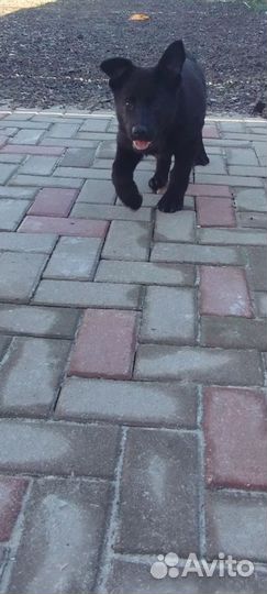 Супер щеночки