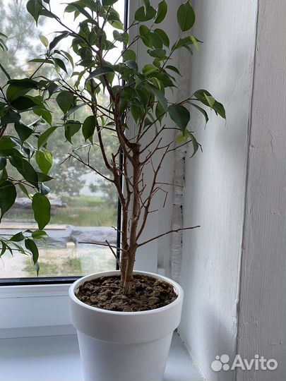 Фикус бенджамина