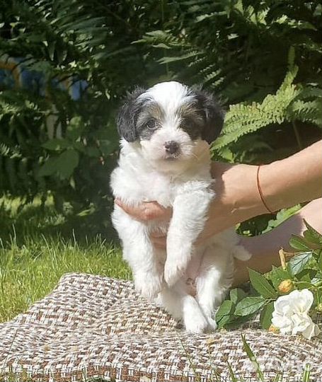 Китайская хохлатая пуховая- мини