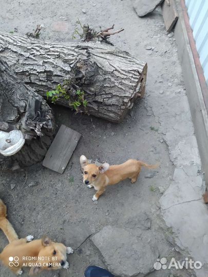 Собака в добрые руки отдам бесплатно