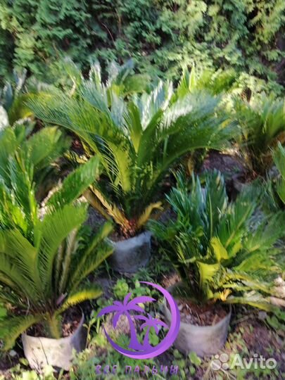 Пальмы Цикас большие