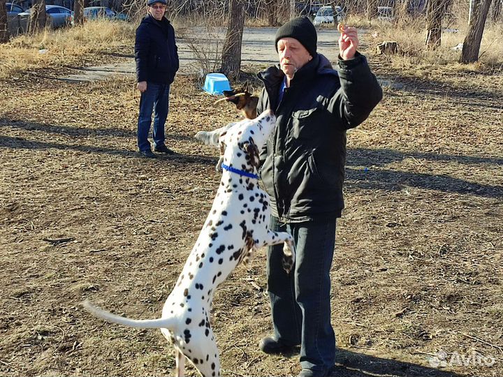 Далматинец