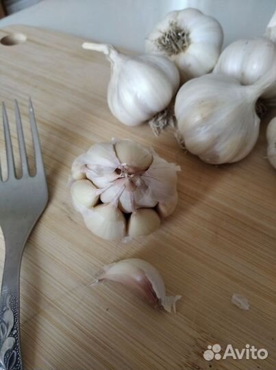 Чеснок яровой