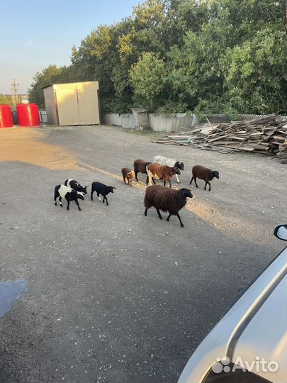 Овцы курдючные