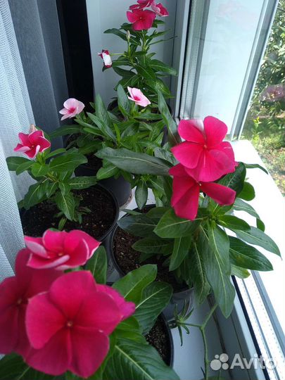 Цветы садовые