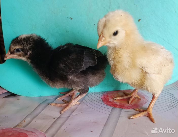 Цыплята несушки подрощенные