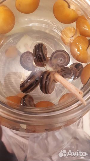 Улитки Мариза и Ампулярии желтые (обмен)