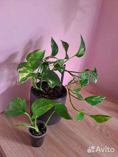 Монстера,сансевиерия, эпипремнум,диффенбахия