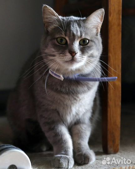 Кошка Илона в добрые ручки