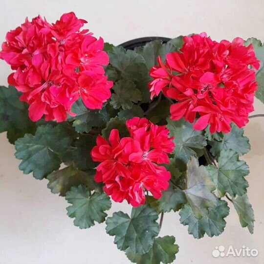 Миниатюрная пеларгония