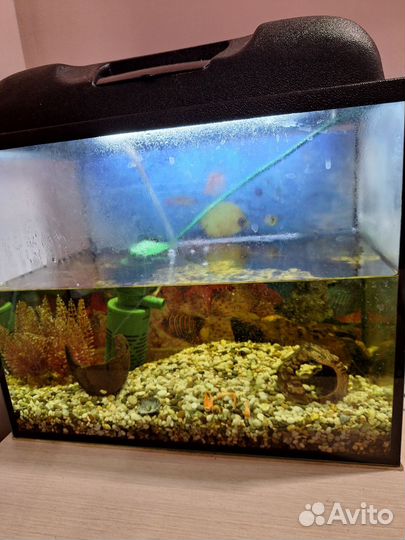 Аквариум с раком 30л