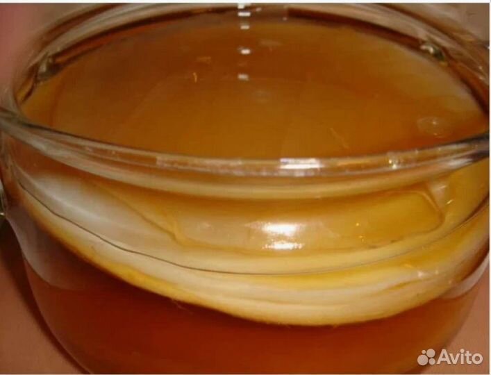 Чайный гриб комбуча